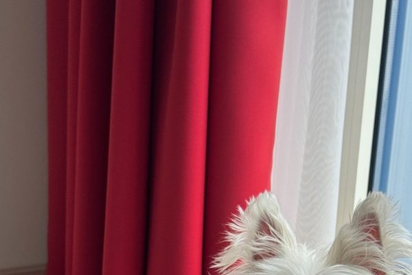 Westie Training That Actually Works