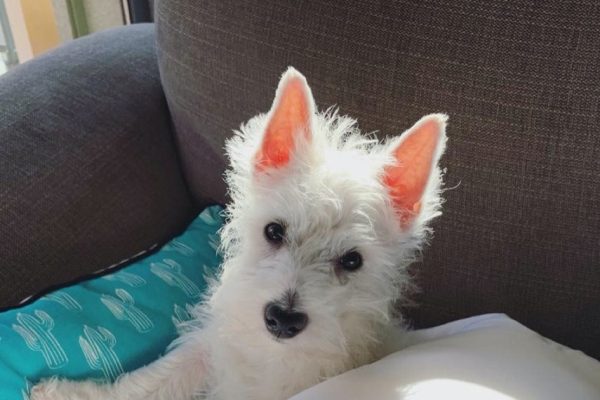 Westie Puppy Feeding Chart and Schedule