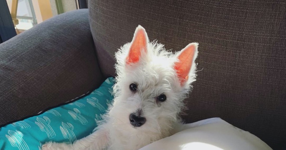 Westie Colors Explained: Can Westies Be Black or Brown?