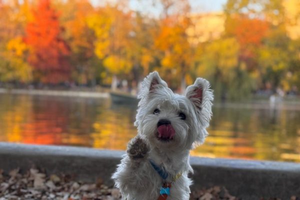 Best Westie Names: Ideas for Your New Puppy