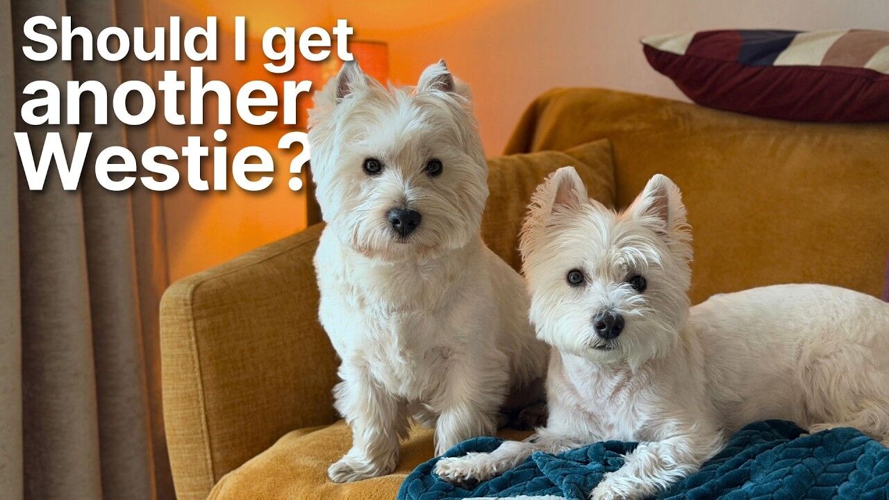 Getting a Second Westie: The Honest Pros and Cons
