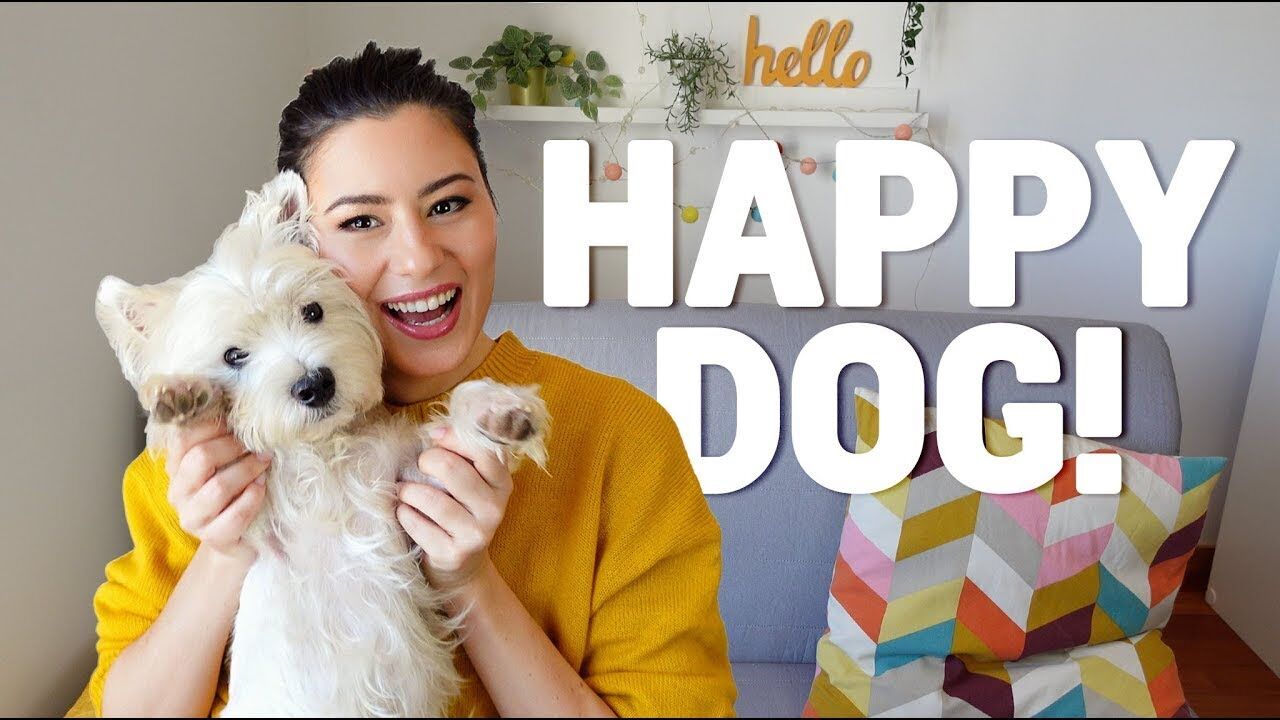 How to Make Your Westie Happy: Free Things They Actually Love