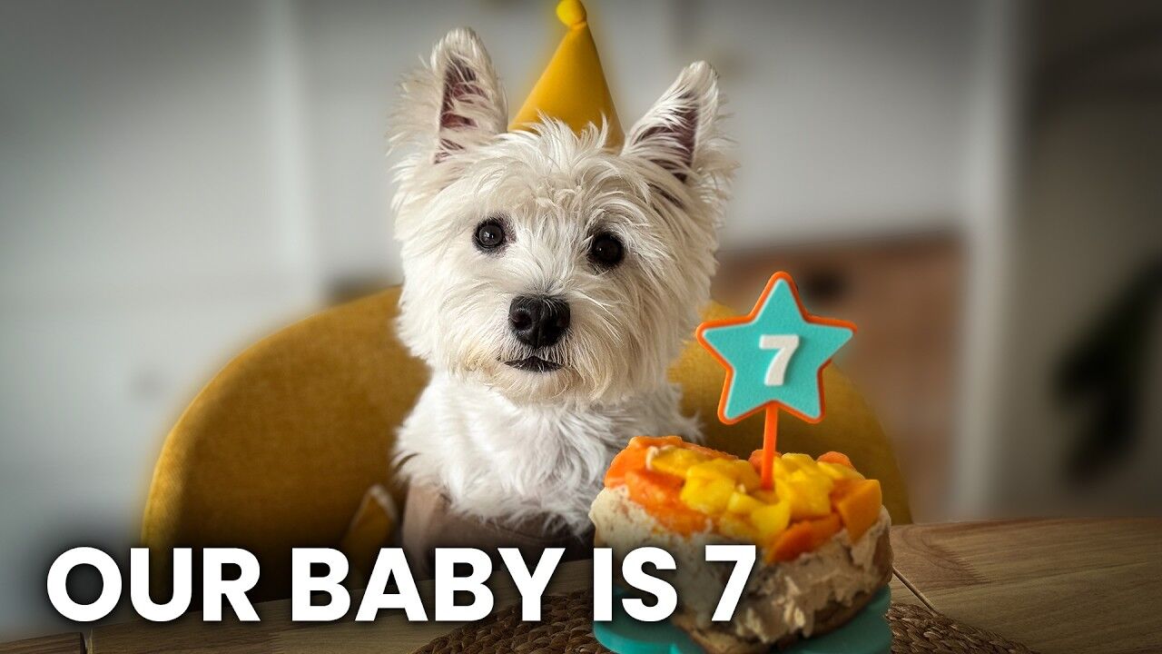 Sami Turns 7