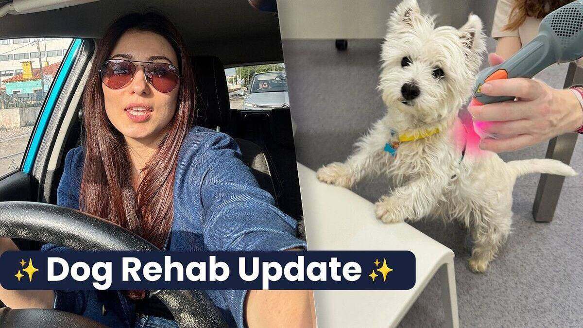 Sami's Health Update: Back Hernias, a Paw Injury, and a New Plan