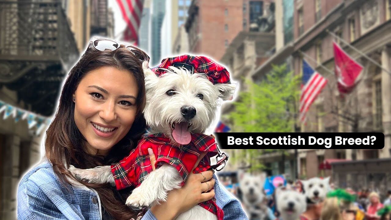 Sami Marches in the New York Westie Parade