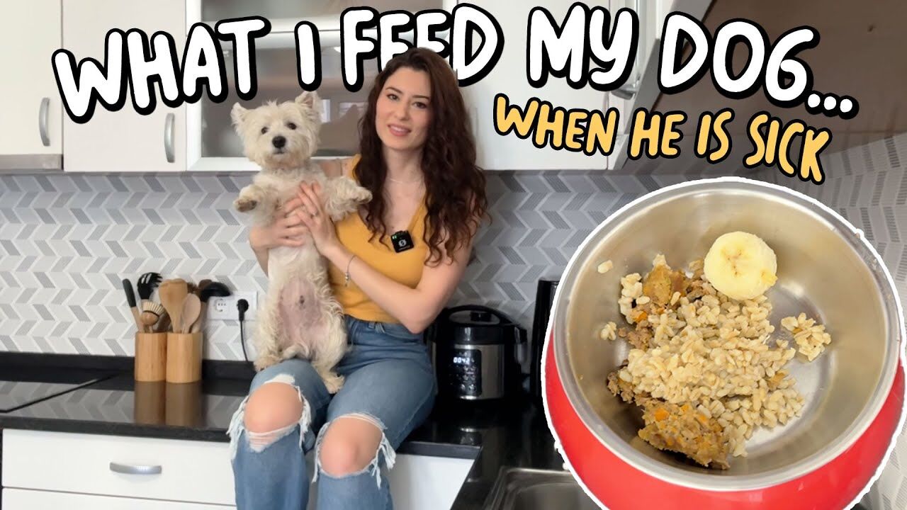 What to Feed a Westie with Diarrhea: Our Bland Diet Routine
