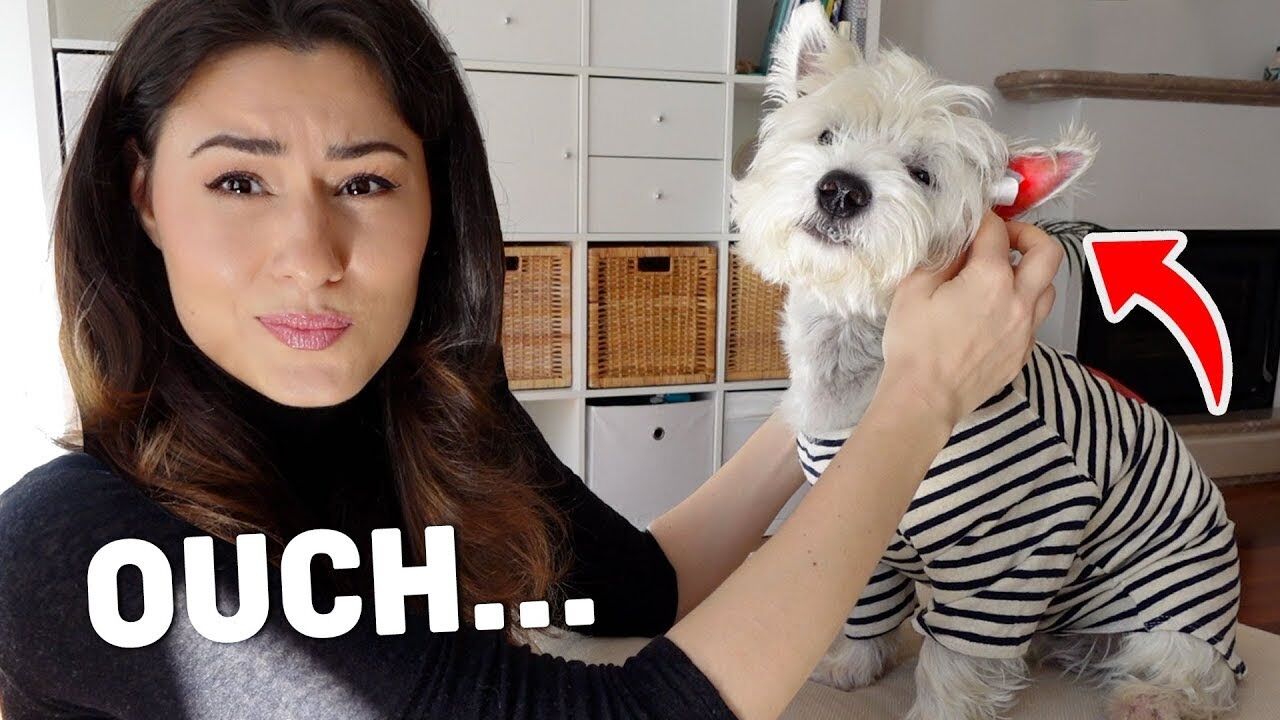 Westie Ear Infections: Signs, Treatment, and When It's Urgent