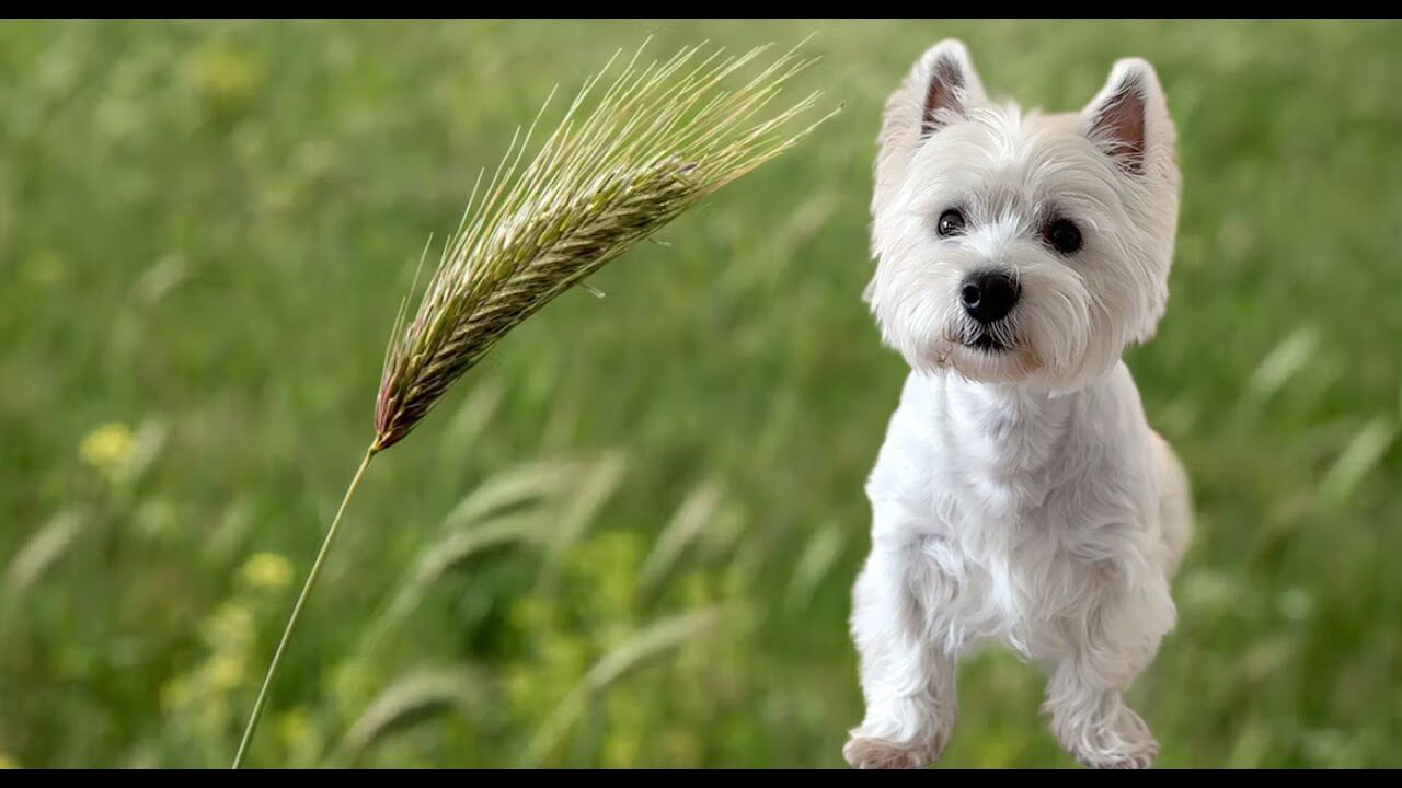 Foxtails and Westies: Why This Summer Weed Is Dangerous