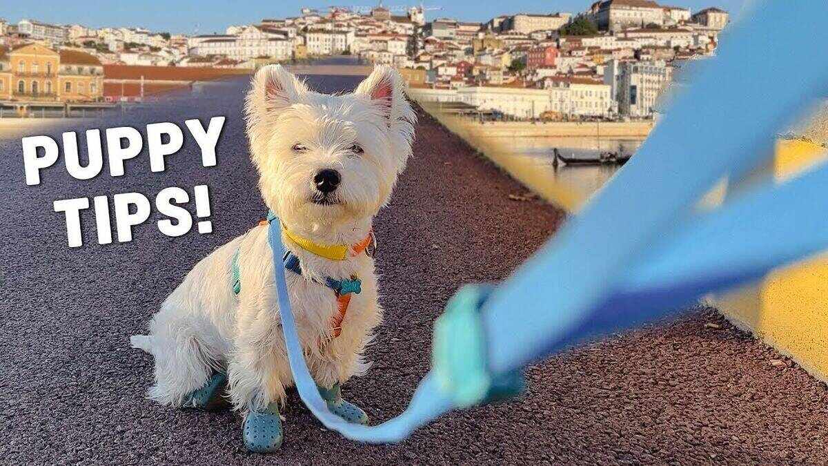 Westie Leash Training: How I Taught My Puppy, Step by Step