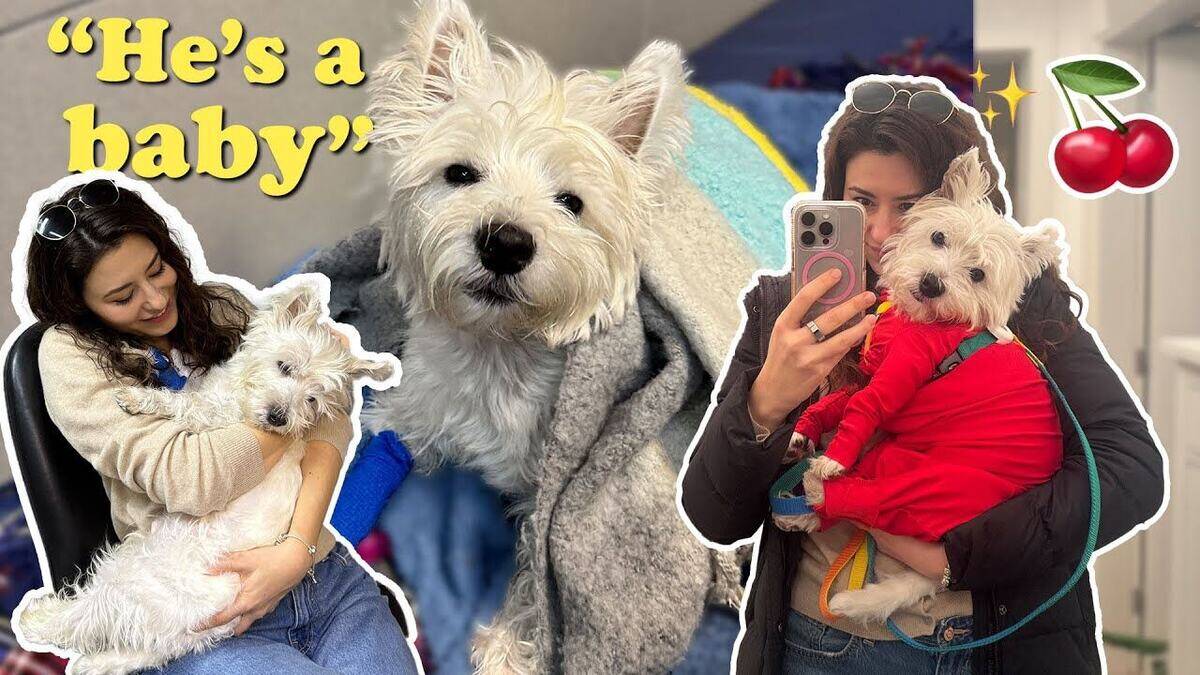 Neutering a Westie: What to Expect, from Deciding to Recovery