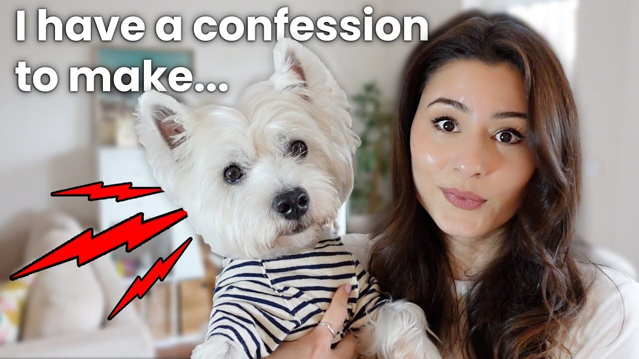 My Dog Is Reactive After Being Attacked: Our Westie's Story