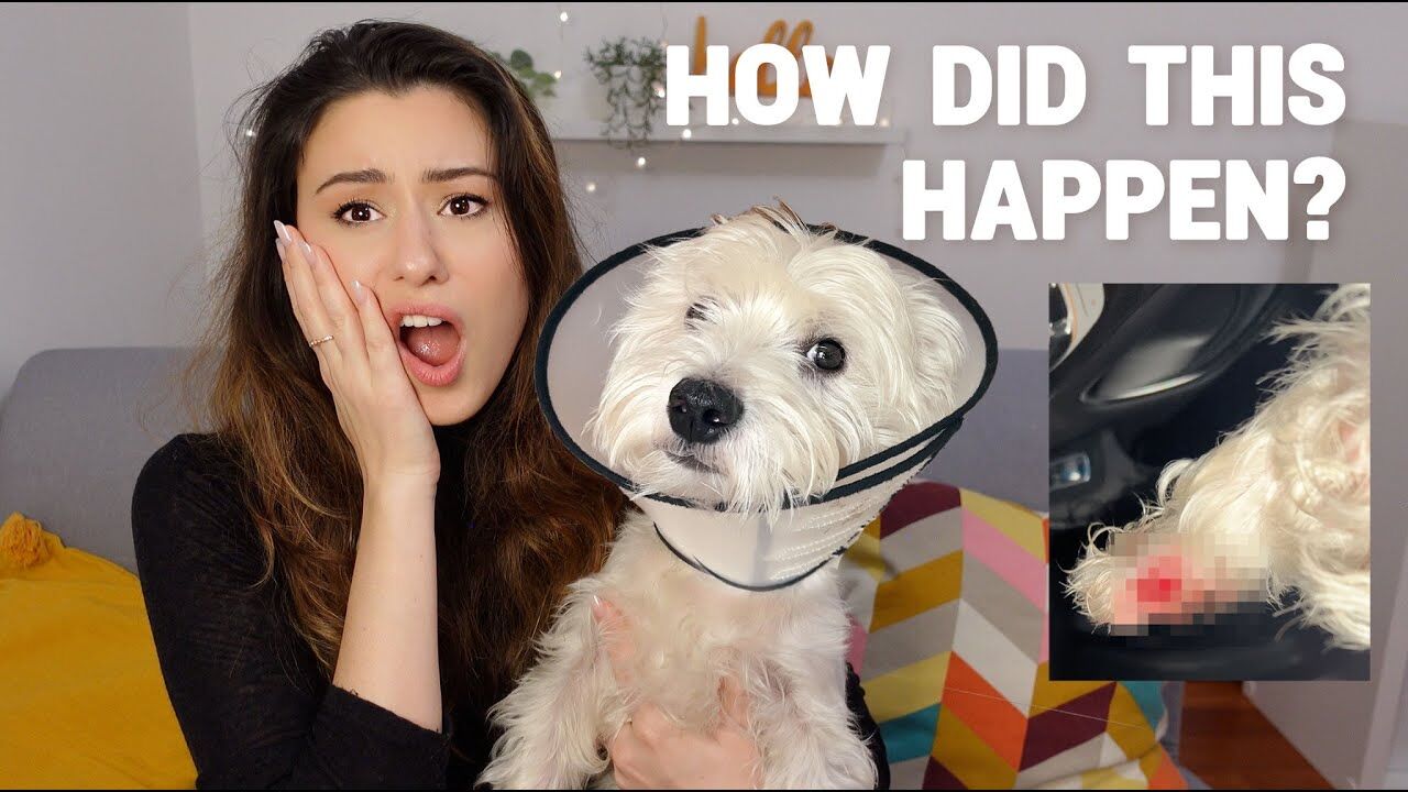 My Westie Ripped Off His Dewclaw Nail: What to Do First