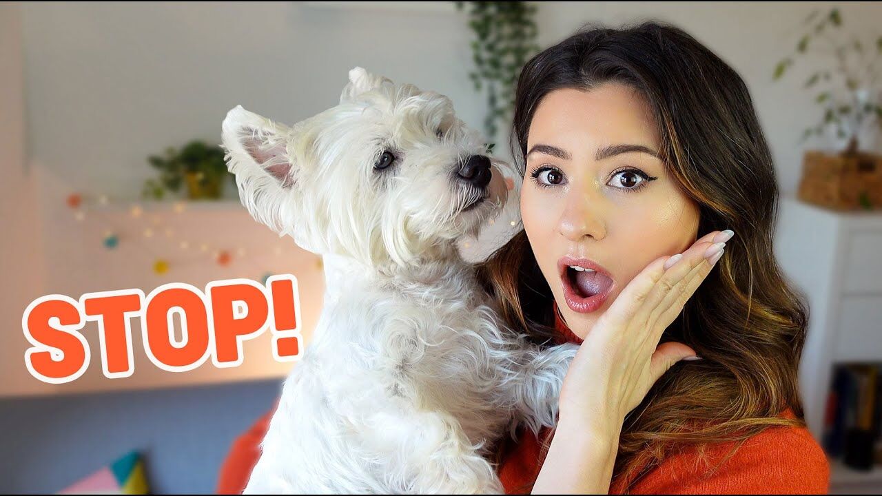 5 Signs Your Westie Is Stressed or Annoyed - Owner's Guide
